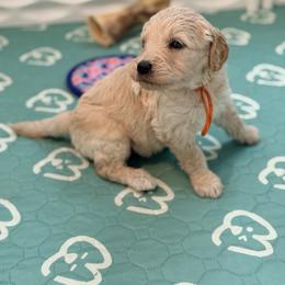 Mac - Cream male Goldendoodle puppy in Houston, Texas from Were The Mack'Doodles