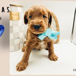 Atlas - Red  male Goldendoodle puppy in Hilton, New York from The House of Goldendoodle