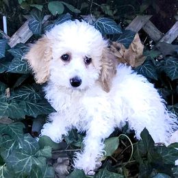 Aggie - Buff and white female Cockapoo puppy in Connersville, Indiana from MoonShine Babies