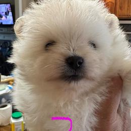 Girl 2 - White female Pomeranian puppy in Cullman, Alabama from Dixie Darlings Pomeranians
