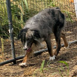 Koda - Blue merle male Miniature Australian Shepherd puppy in Oronogo, Missouri from Dutton's Show Me Farms