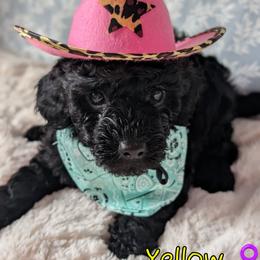 Yellow Girl - Black female Goldendoodle puppy in Rockledge, Florida from Stormie's Doodles