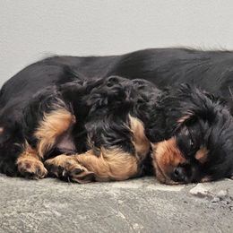 Cavalier King Charles Spaniel Puppies from Pretty Prairie Cavaliers