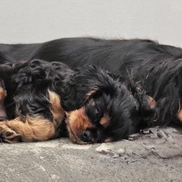 Cavalier King Charles Spaniel Puppies from Pretty Prairie Cavaliers
