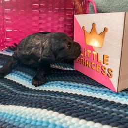 Goldendoodle Puppies from The Dood Effect