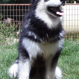 Alaskan Malamutes from Snowlion Alaskan Malamutes