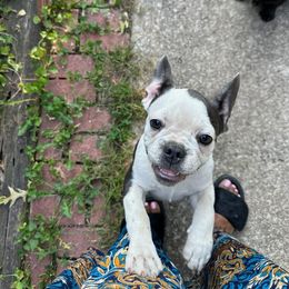 Givenchy - White and black French Bulldog puppy in Missouri from Ricki's French Bulldogs