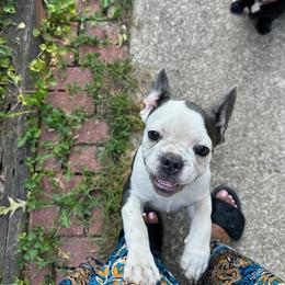 Givenchy - White and black French Bulldog puppy in Missouri from Ricki's French Bulldogs