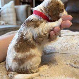 Dolly - Blenheim female Cavapoo puppy in Brandenburg, Kentucky from Bluegrass River Newfoundlands