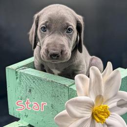 Star - Blue female Weimaraner puppy in Evart, Michigan from Drehbar Weimaraners