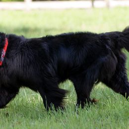 Newfoundlands from perch farm