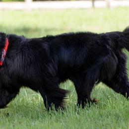 Newfoundlands from perch farm