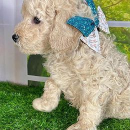 Cavapoo, Goldendoodle, and Labradoodle Puppies from Windy Hill Doodles