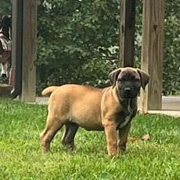Sprig - Brown female Boerboel puppy in Guysville, Ohio from Fueled Kennel