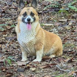Bindy - Sable female Pembroke Welsh Corgi puppy in Ethridge, Tennessee from Liberty Hill Farm
