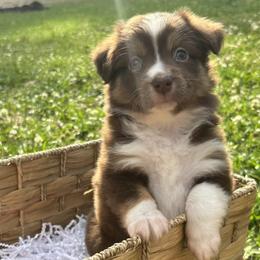 Miniature Australian Shepherd Puppies from Frazier Fluff & CO.