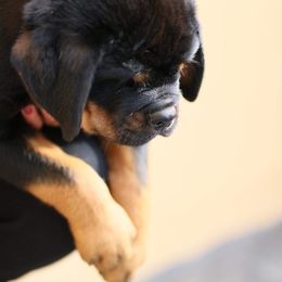 Rottweiler Puppies from Midnight Rottweilers