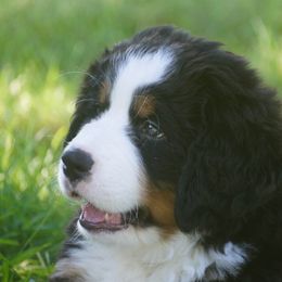 Bernese Mountain Dog Puppies from Lonesome Pine Farm