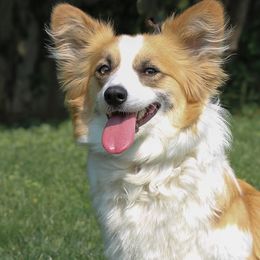 American Corgis and Pembroke Welsh Corgis from Witch Creek Corgis