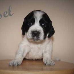 English Springer Spaniel Puppies from South Fork Springers