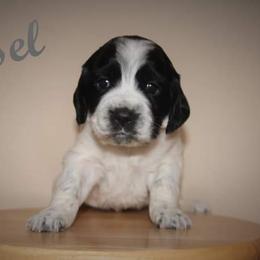 English Springer Spaniel Puppies from South Fork Springers