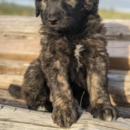 Aussiedoodle and Goldendoodle Puppies from Cedar Creek Ranch