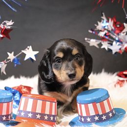 Declan - Black and cream male Dachshund puppy in Bartlesville, Oklahoma from OkieDokieDox