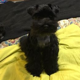 Miniature Schnauzers from Tabatha Hovey's Miniature Schnauzers