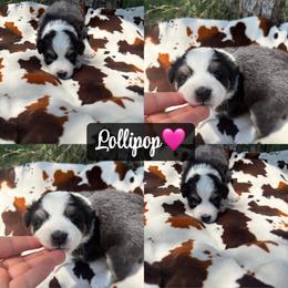 Lollipop - Black tri-color female Australian Shepherd puppy in Denton, North Carolina from Double R Farm Aussies