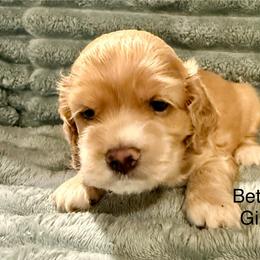 Bette - Buff female Cocker Spaniel puppy in Sumter, South Carolina from Cocker Eclipse In Home Kennel