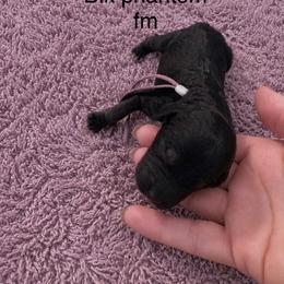 Heaven - Phantom female Poodle puppy in Washington, Pennsylvania from Patriotic Poodles