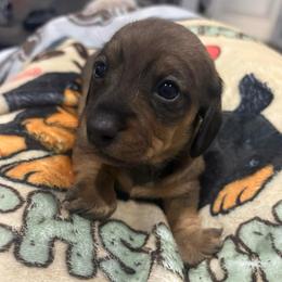 Girl 5 - Cream female Dachshund puppy in Mobile, Alabama from Lady and the Tramp Dachshunds
