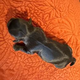 Boy 3 - Black male Shih Tzu puppy in Lexington, North Carolina from SCS Shih Tzus