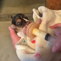 Iridescence - Black fawn and white female Beagle puppy in Brockway, Pennsylvania from Sugar Hill Hounds