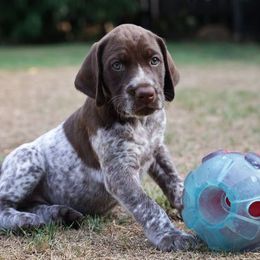 German Shorthaired Pointers from Susan Stutz's German Shorthaired Pointers