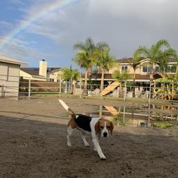 Beagles from Prairie Tail Beagles