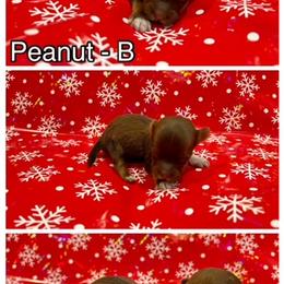 Havanese Puppies from Havareese Havanese