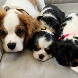 Cavalier King Charles Spaniels from Marvelous Cavalier King Charles Spaniels