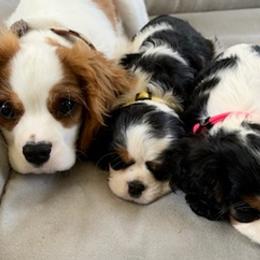 Cavalier King Charles Spaniels from Marvelous Cavalier King Charles Spaniels