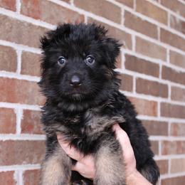 Blue collar - Black and red male German Shepherd puppy in Mount Vernon, Missouri from German Haus German Shepherds LLC