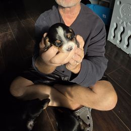 Two Gray - Piebald male Dachshund puppy in Clarksville, Tennessee from Sonya's Dachshunds