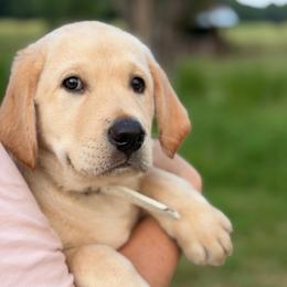 Meadow - Yellow male Labrador Retriever puppy in Archer Lodge, North Carolina from Archer Lodge Labradors