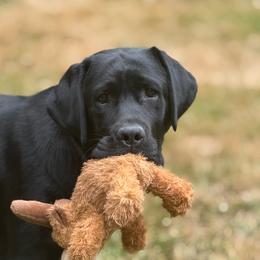 Nia - Labrador Retriever