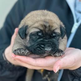 Peach - Fawn female Mastiff puppy in Wewoka, Oklahoma from P Diamond Mastiffs