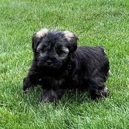 Miniature Schnauzer Puppies from Star Schnauzers