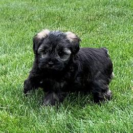 Miniature Schnauzer Puppies from Star Schnauzers