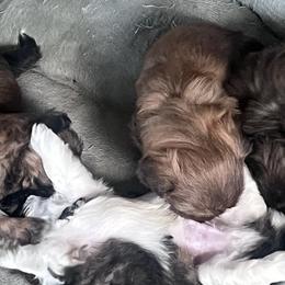 Shih Tzus from Lisa Inman