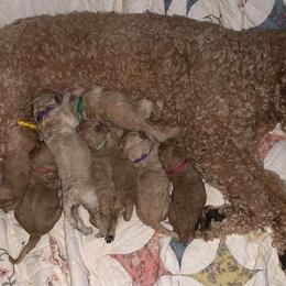 Labradoodle Puppies from Echoing Meadows