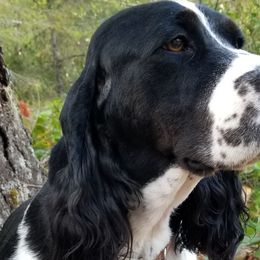 Tessa - English Springer Spaniel