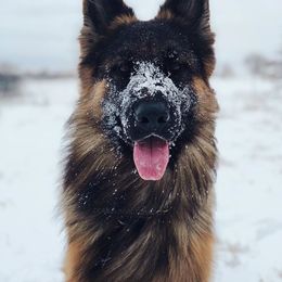 German Shepherd All Grown Up from Domus Invictus German Shepherds